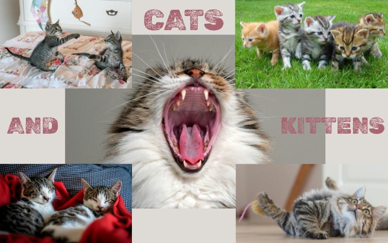 Cats and Kittens